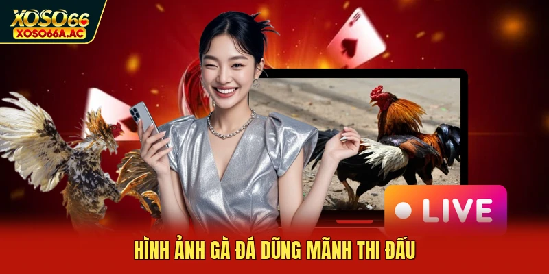 Hình ảnh gà đá dũng mãnh thi đấu